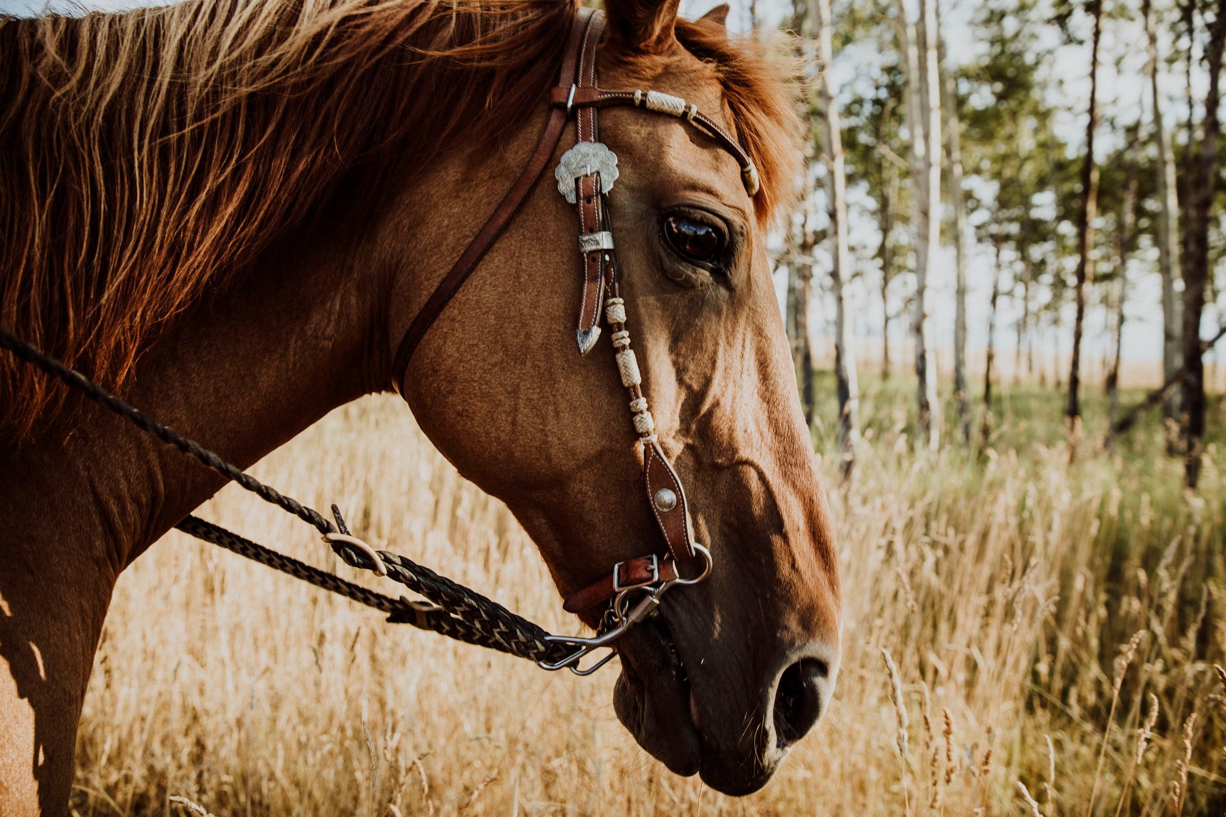 Equine photography by Krista Evans in Kelowna and the Okanagan